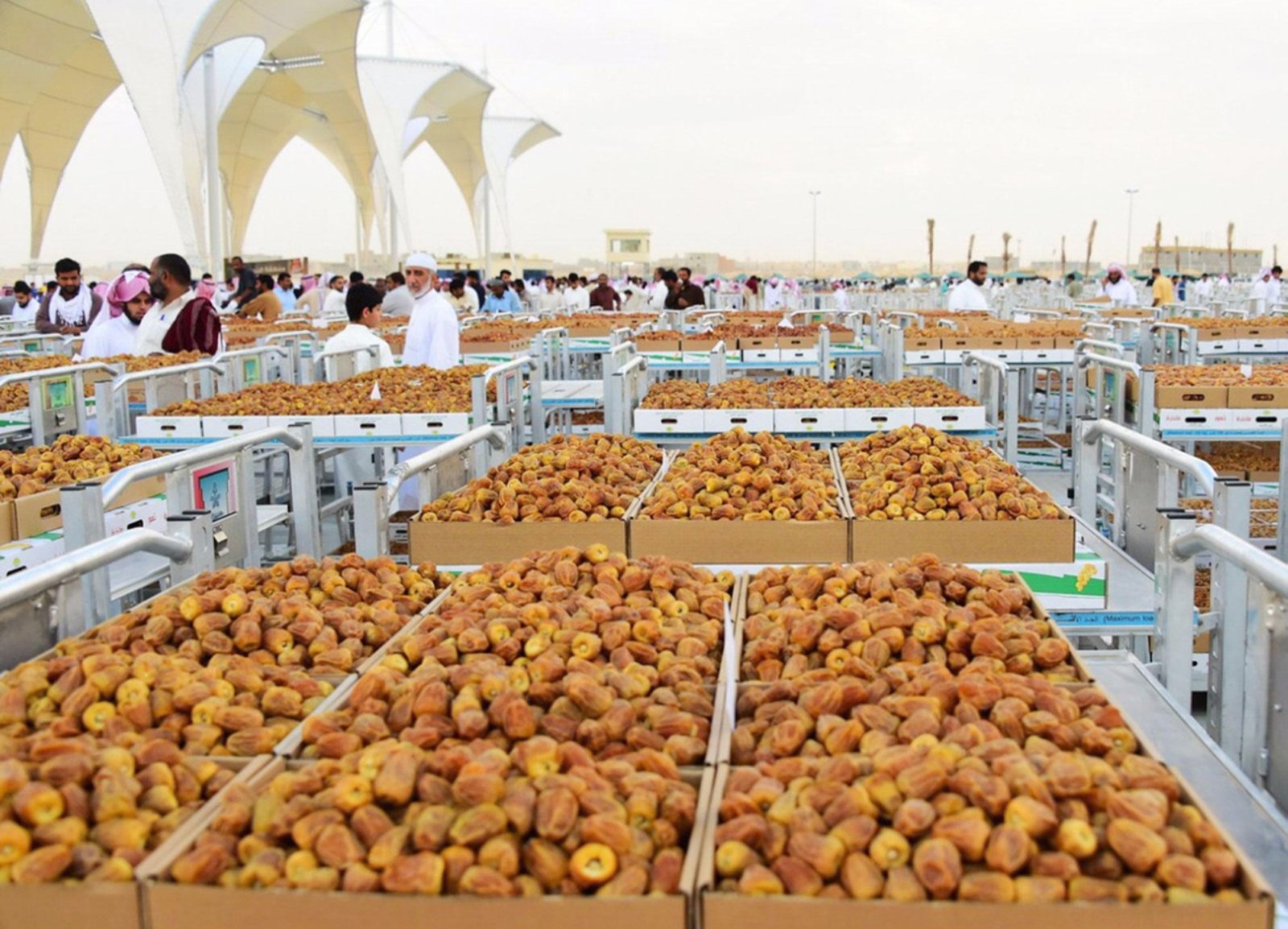 Saudi Dates Exporters in Madina